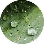 Ellipse_8.png